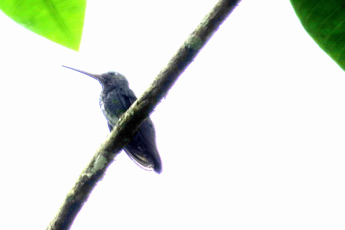 Glittering-throated Emerald - ML646746994