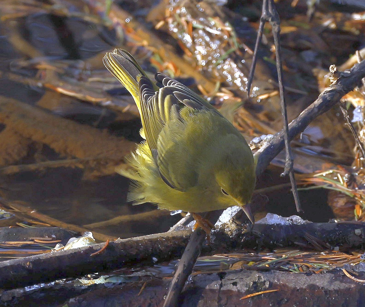 Northern Yellow Warbler - ML646746995