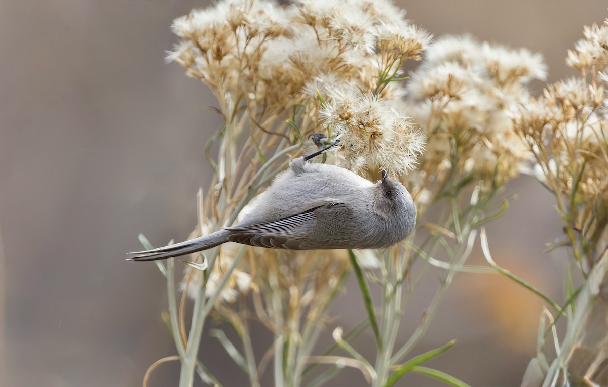 Bushtit (Interior) - ML646746996