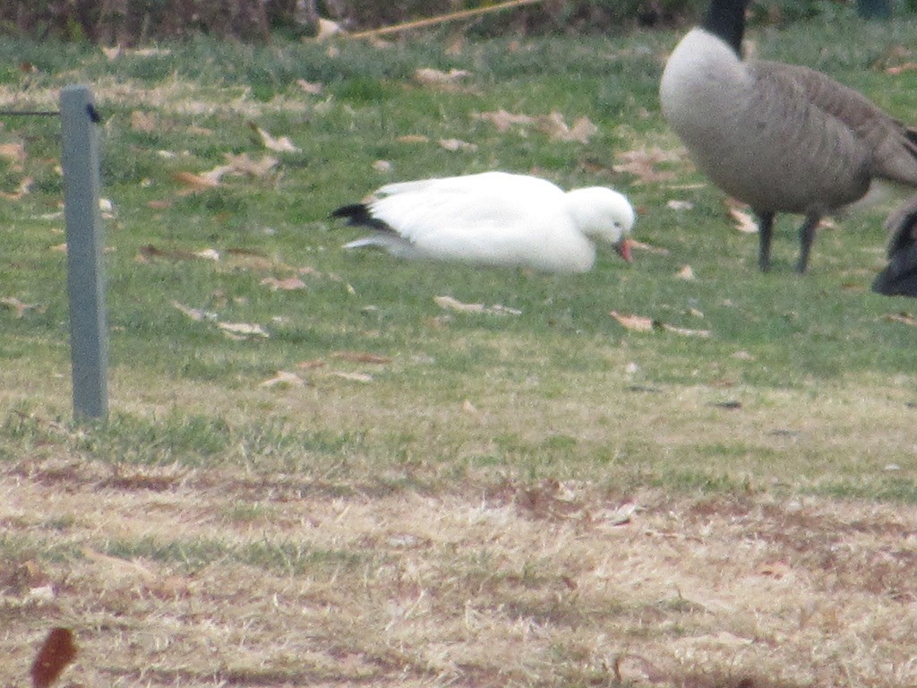 Ross's Goose - ML646746997