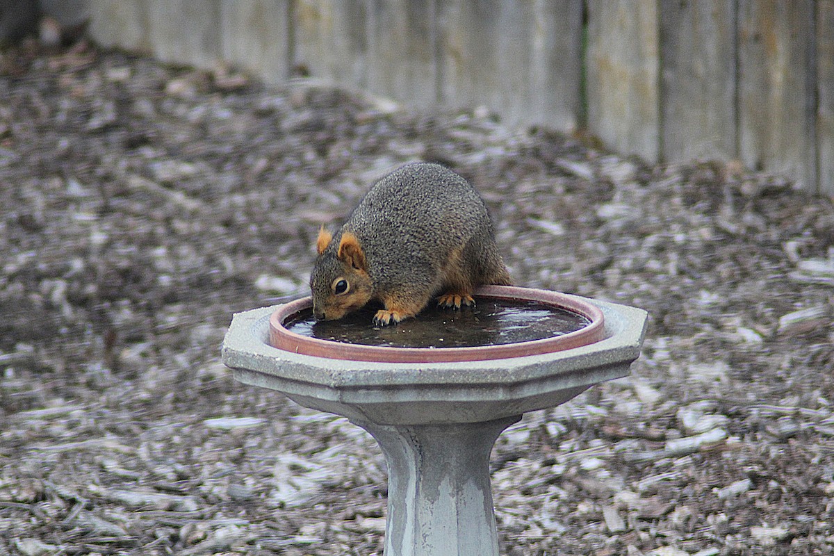 Western Fox Squirrel - ML646746998