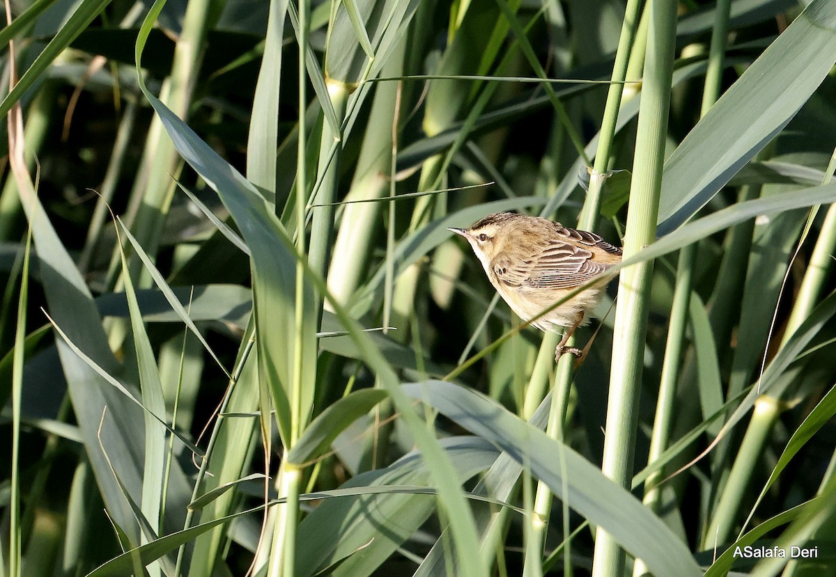 Kındıra Kamışçını - ML646747000