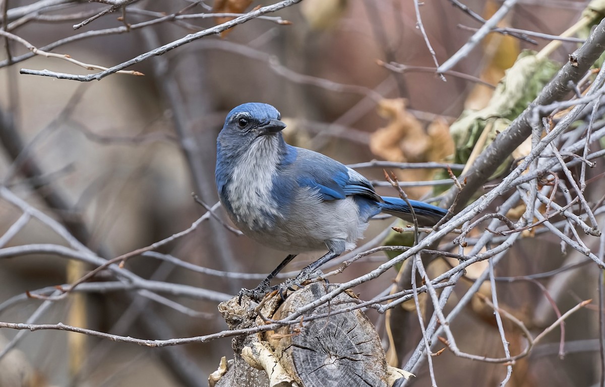 Woodhouse's Scrub-Jay (Woodhouse's) - ML646747001
