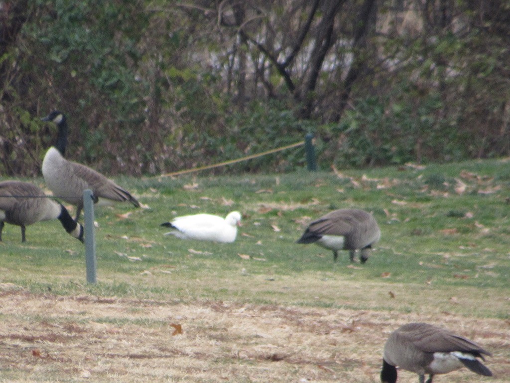 Ross's Goose - ML646747002