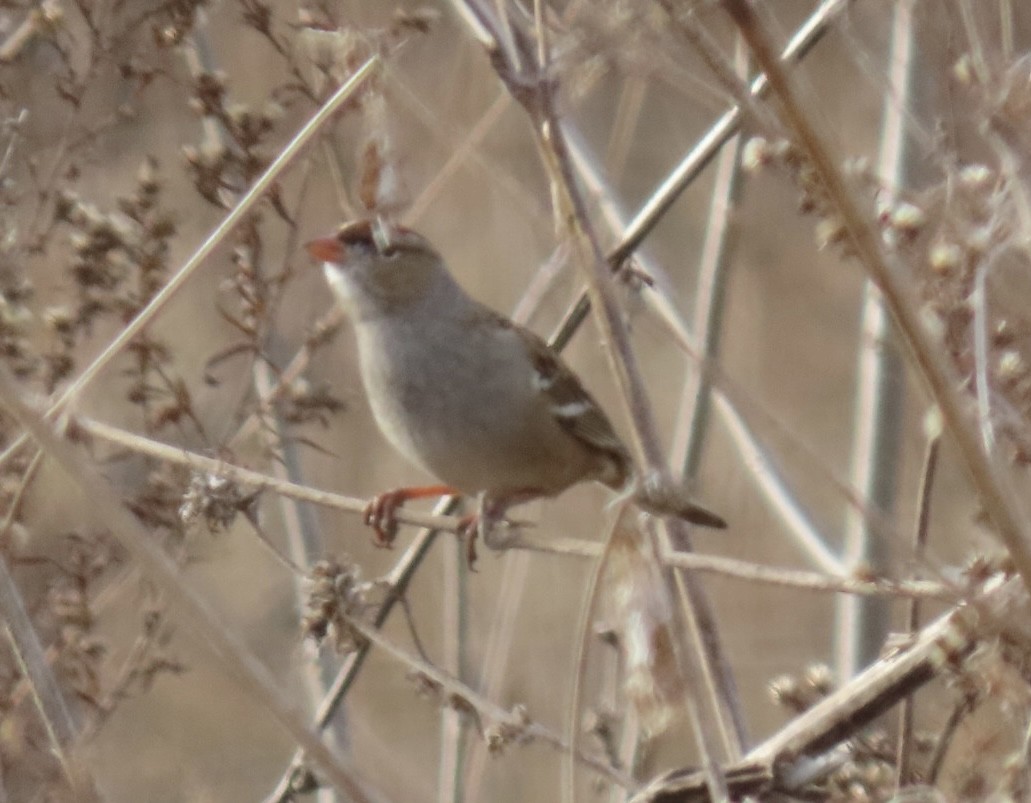 Bruant à couronne blanche - ML646747003