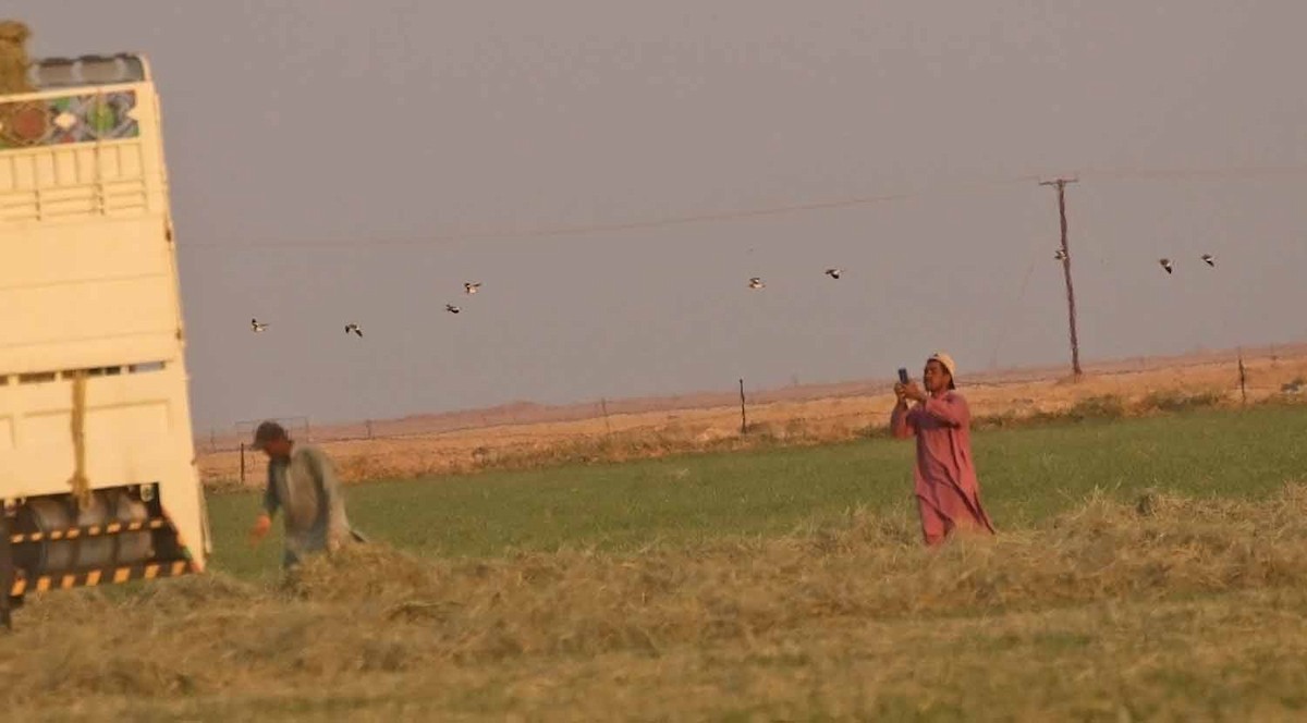 Кречётка - ML646747004