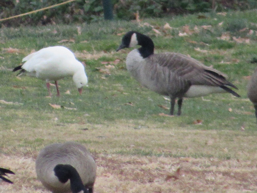 Ross's Goose - ML646747006