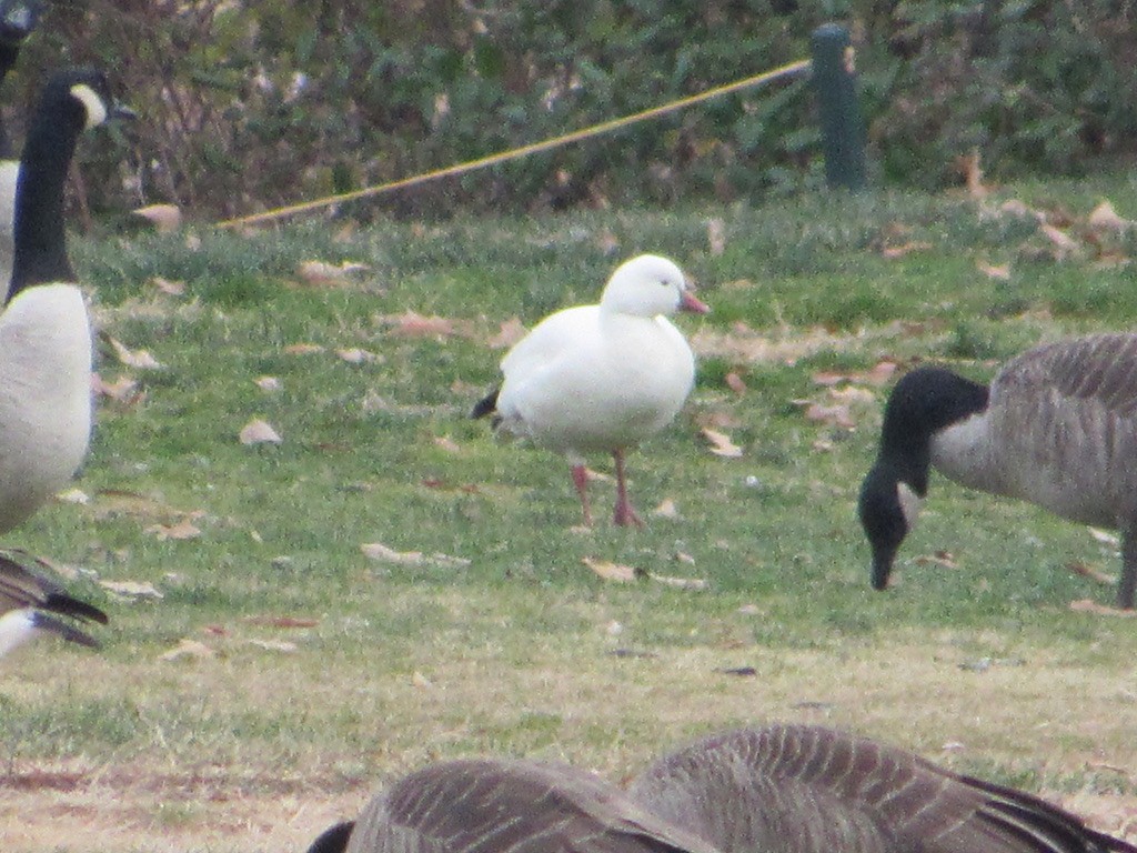Ross's Goose - ML646747008