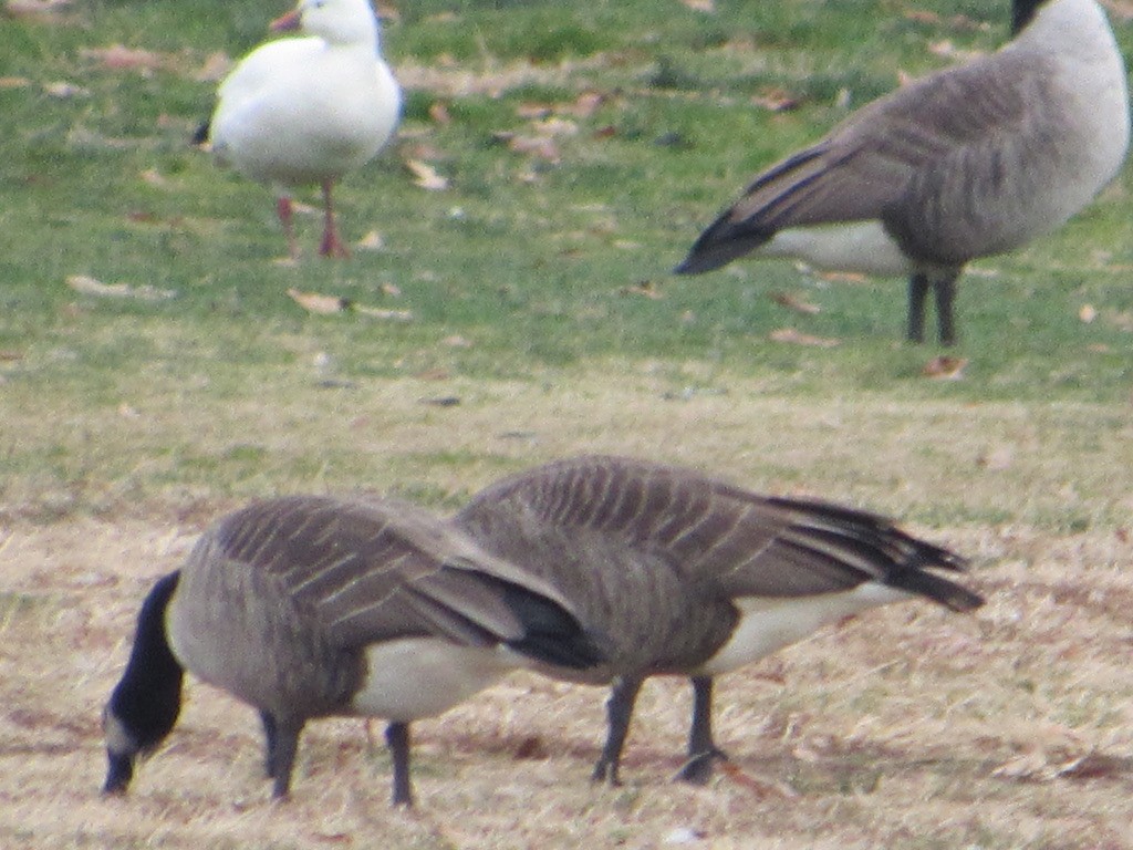 Ross's Goose - ML646747011