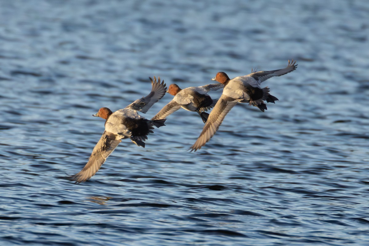 Moriglione - ML646747012