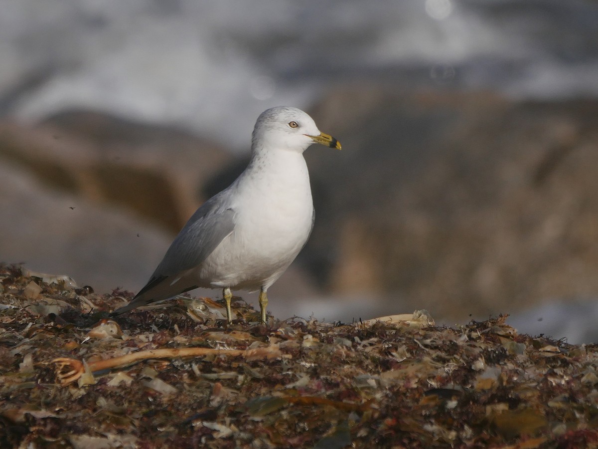 ringnebbmåke - ML646747014