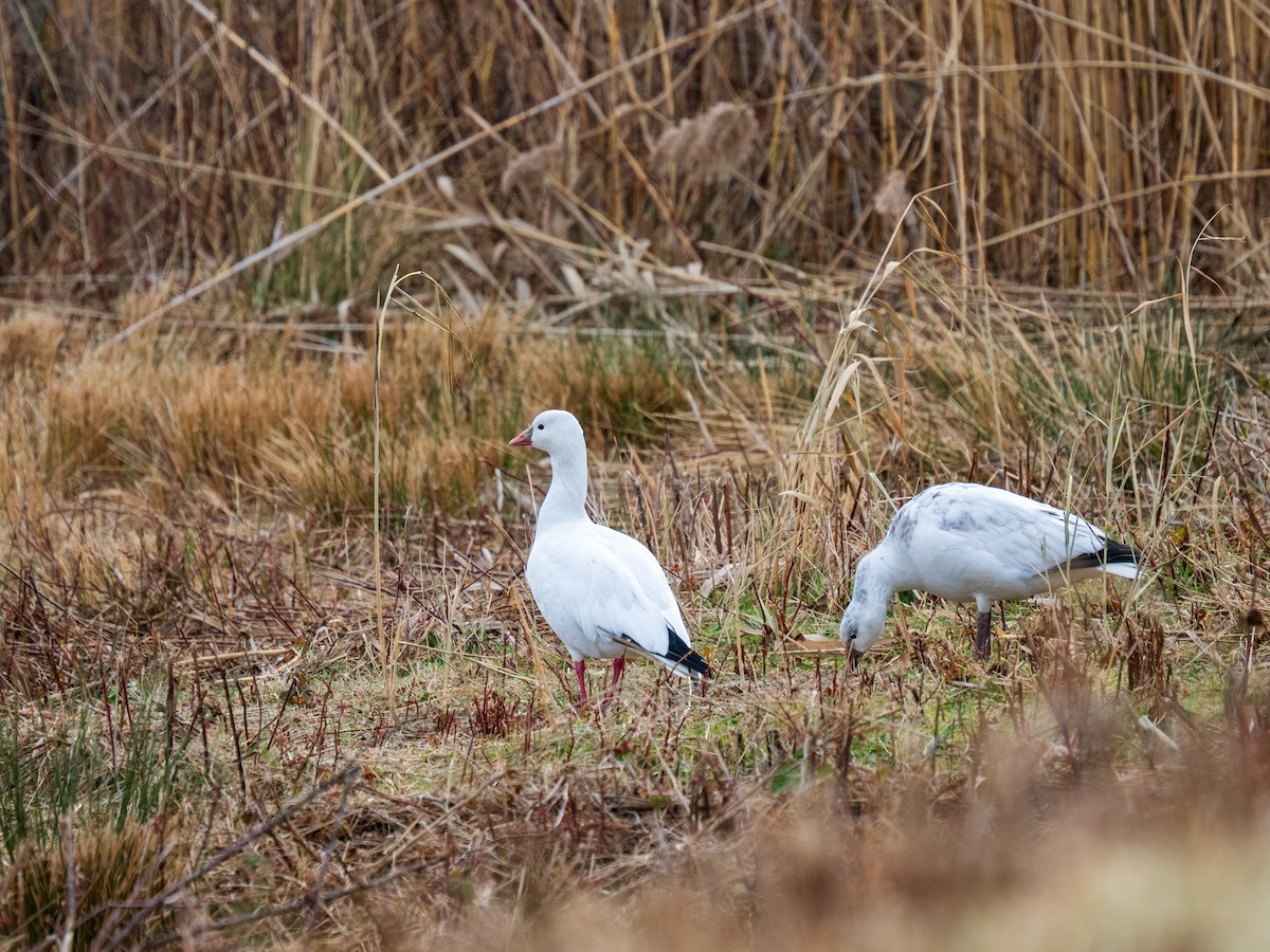 Ross's Goose - ML646747015