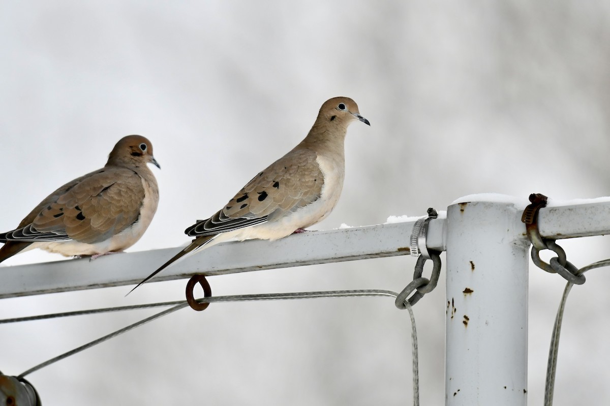 Плачущая горлица - ML646747023