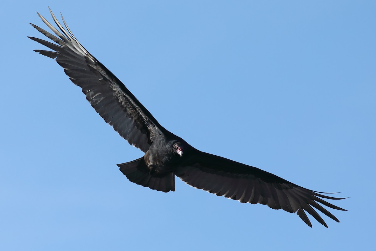 Turkey Vulture - ML646747024