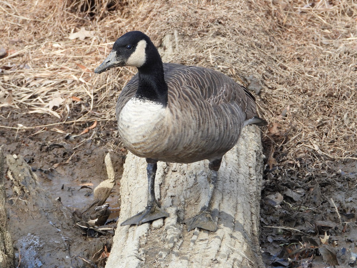 Bernache du Canada - ML646747025