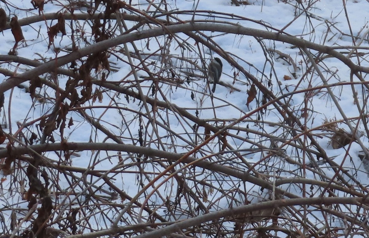 Гаїчка світлокрила - ML646747026