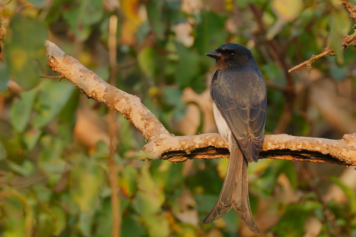 White-bellied Drongo - ML646747027