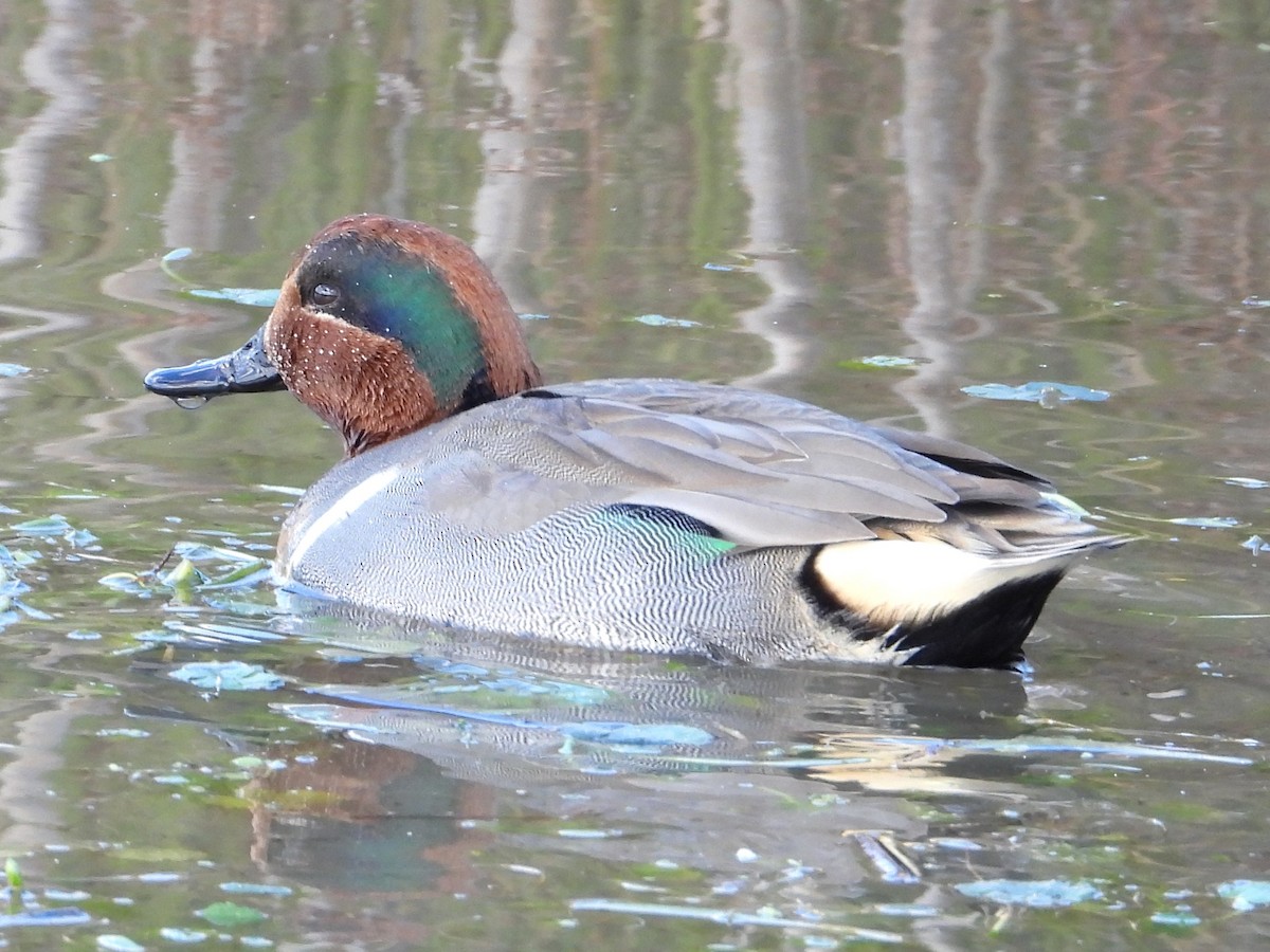 Sarcelle d'hiver - ML646747028