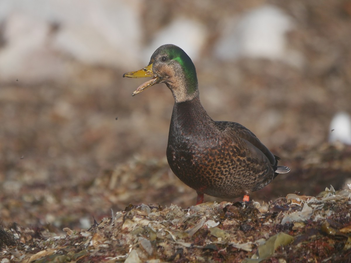 stokkand x rødfotand (hybrid) - ML646747030