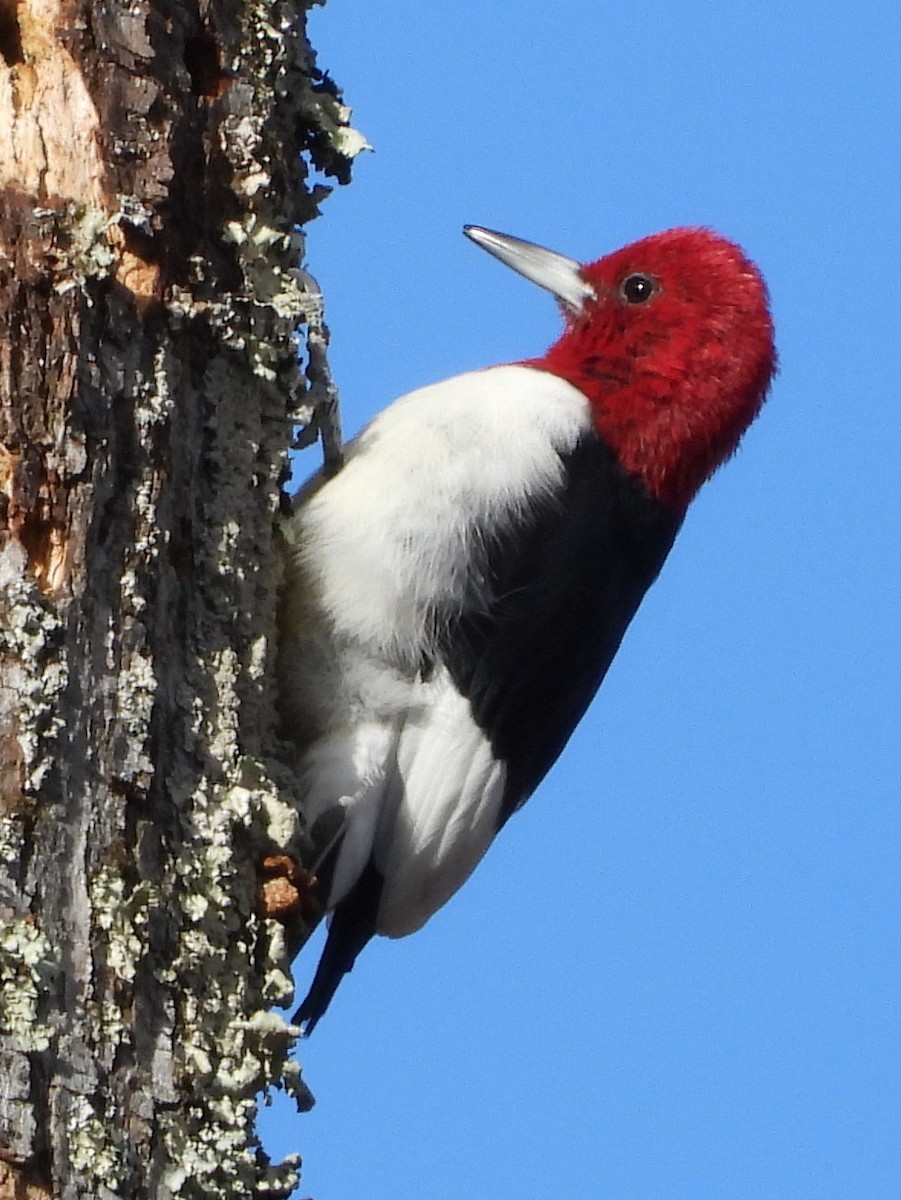 Pic à tête rouge - ML646747033