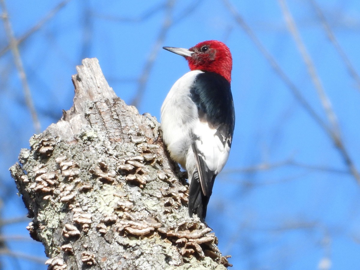 Pic à tête rouge - ML646747034