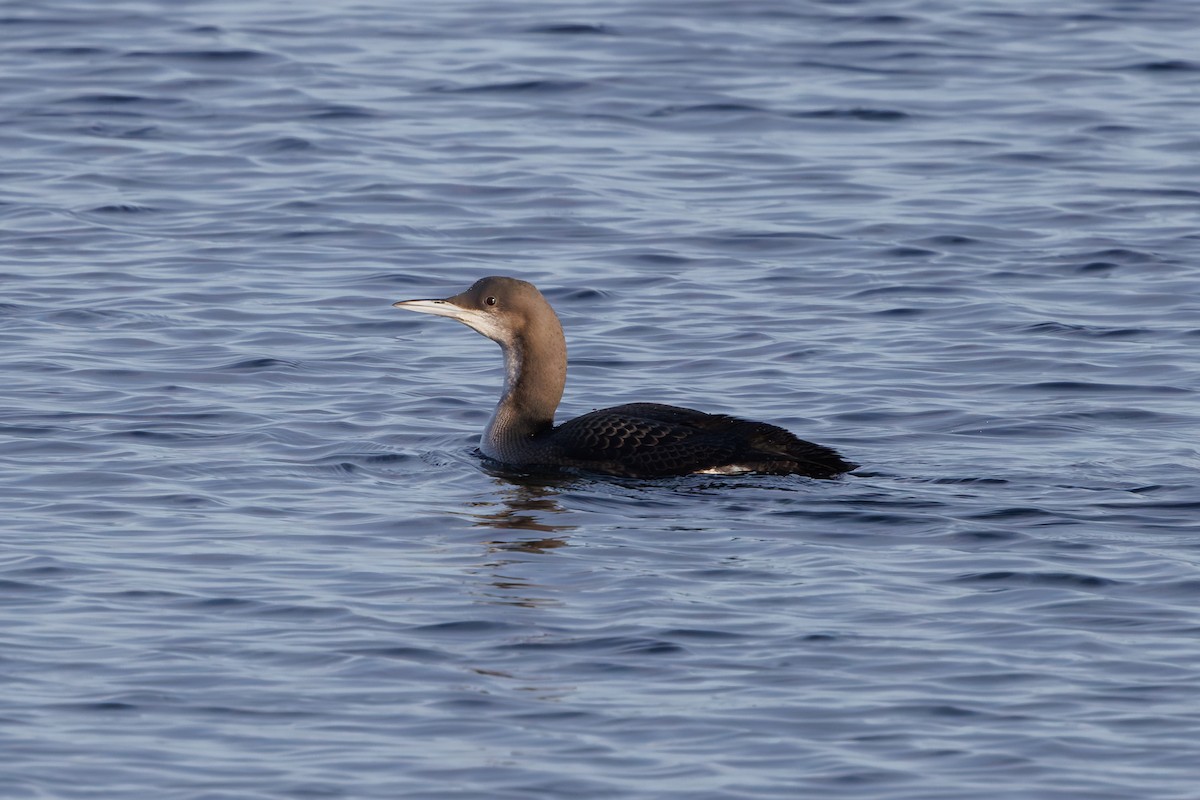 Plongeon arctique - ML646747035