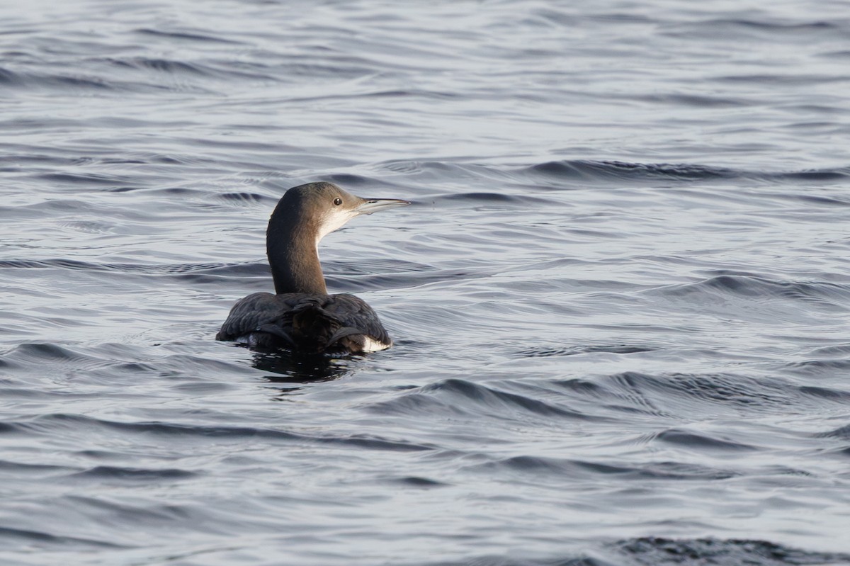 Plongeon arctique - ML646747036