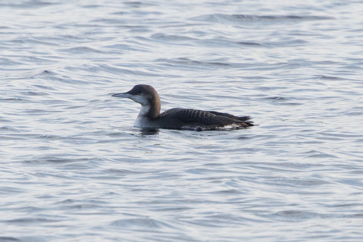 Plongeon arctique - ML646747037