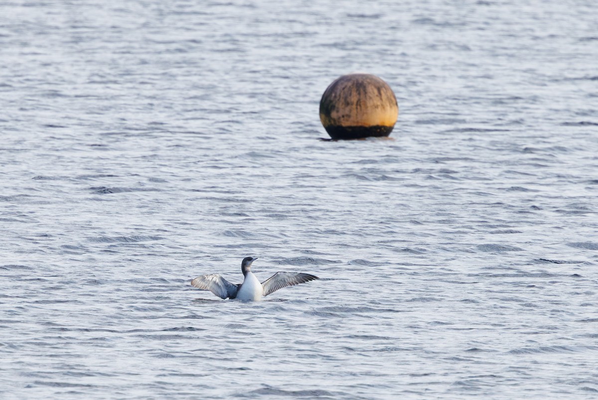 Plongeon arctique - ML646747038