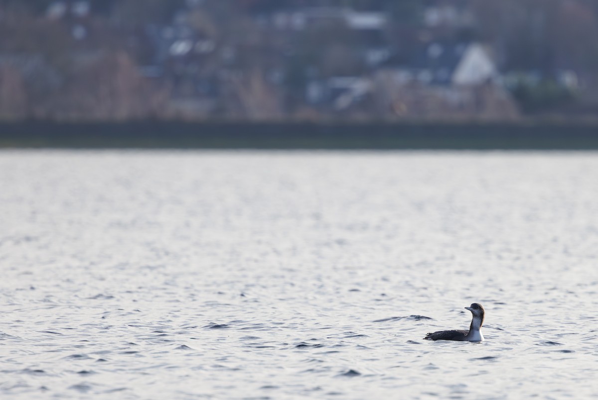 Plongeon arctique - ML646747040