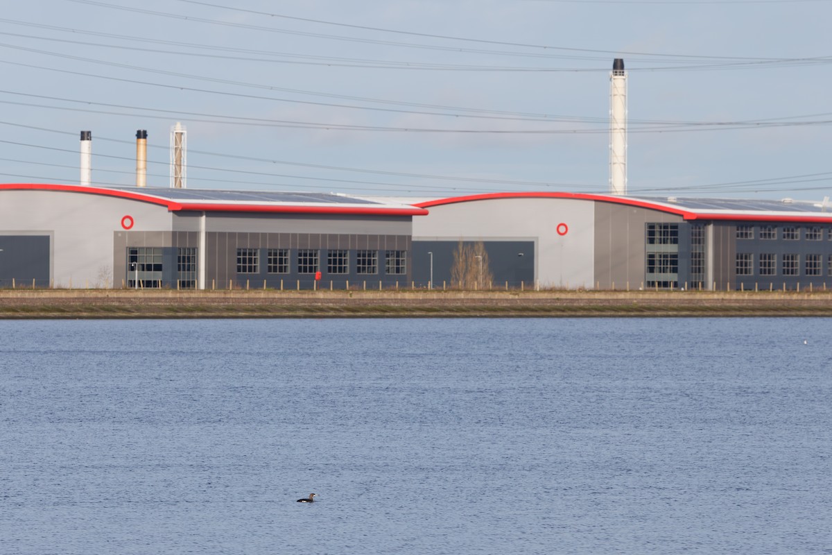 Plongeon arctique - ML646747041