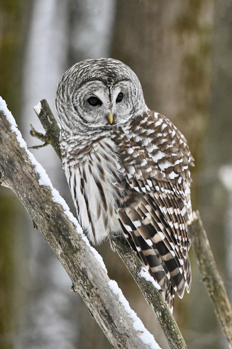 Полосатая неясыть - ML646747043