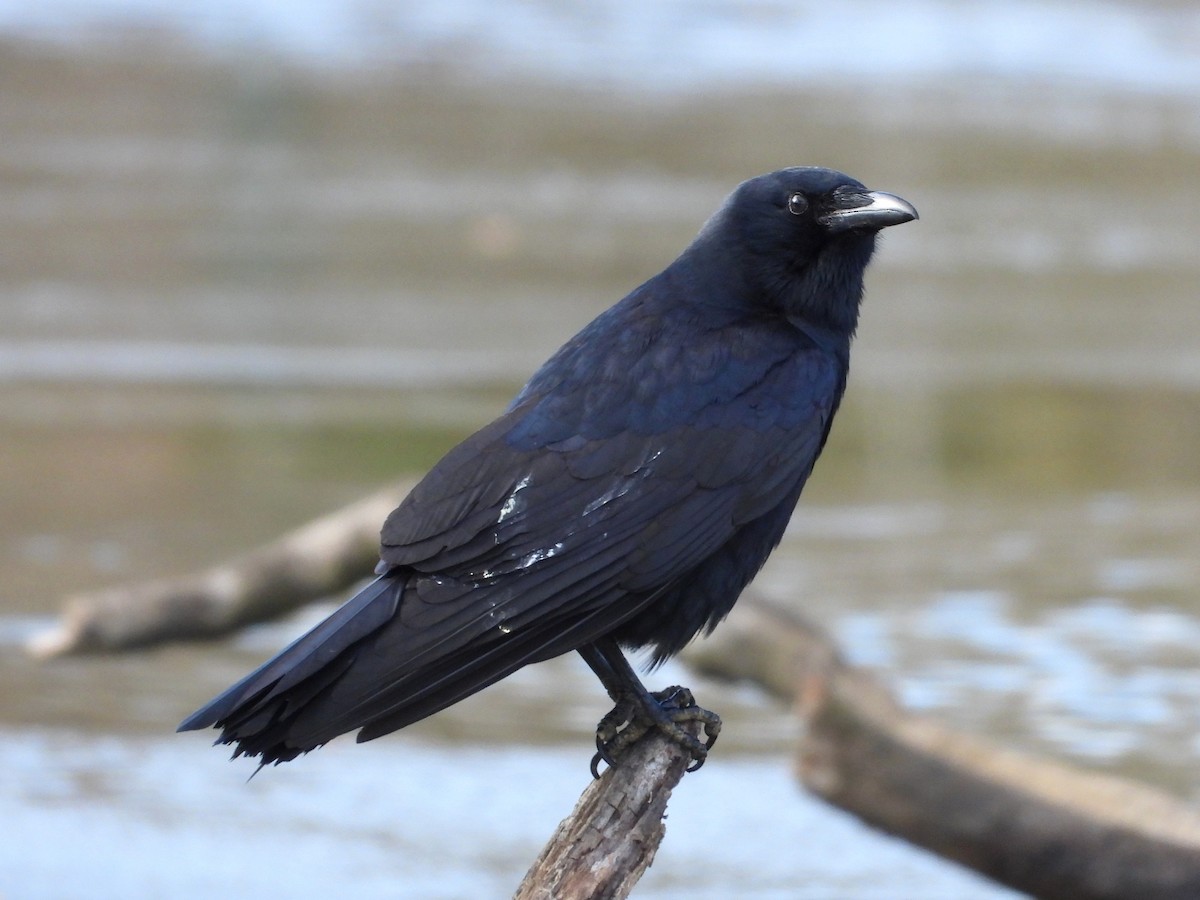 Corneille de rivage - ML646747044