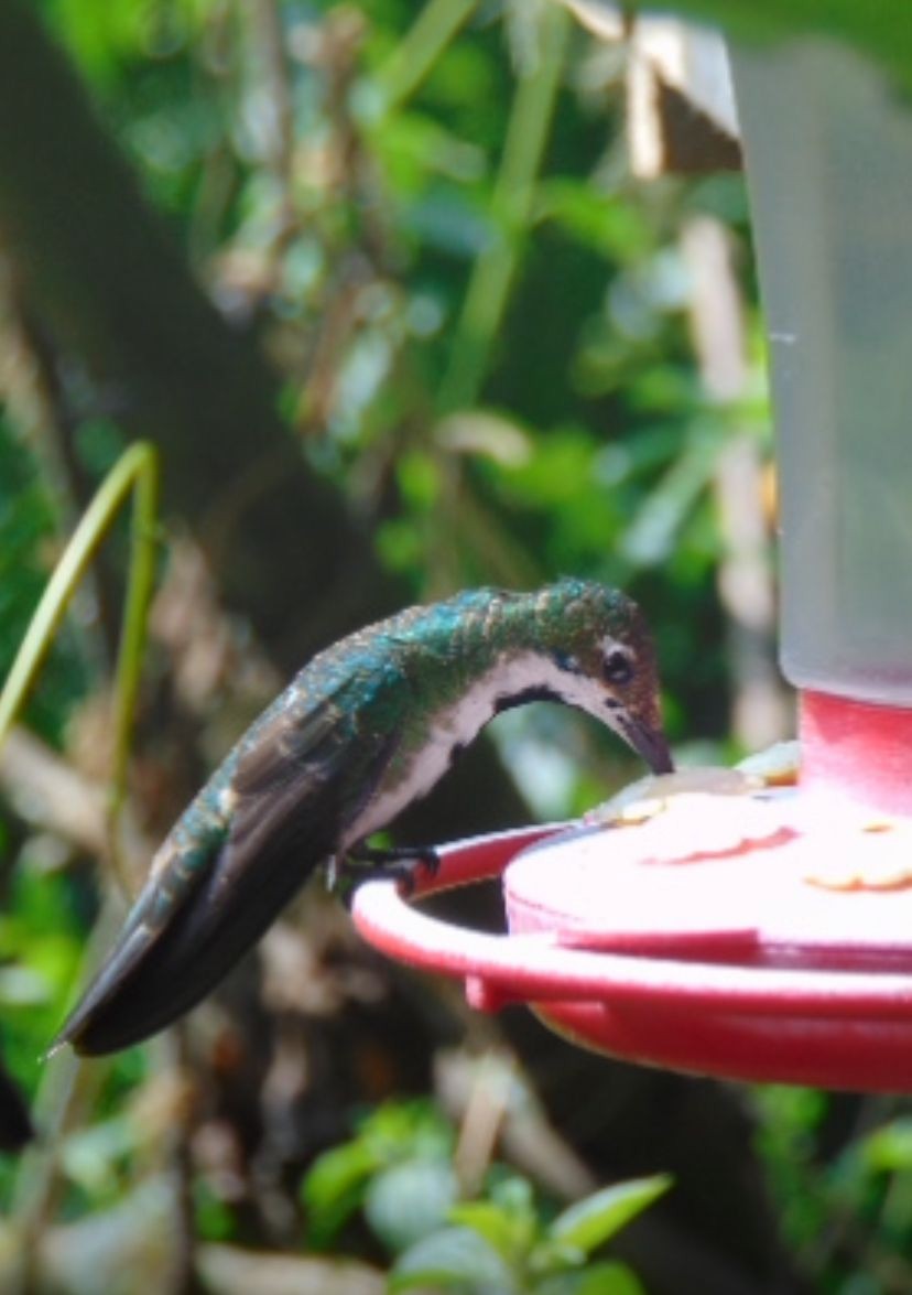 Black-throated Mango - ML646747045