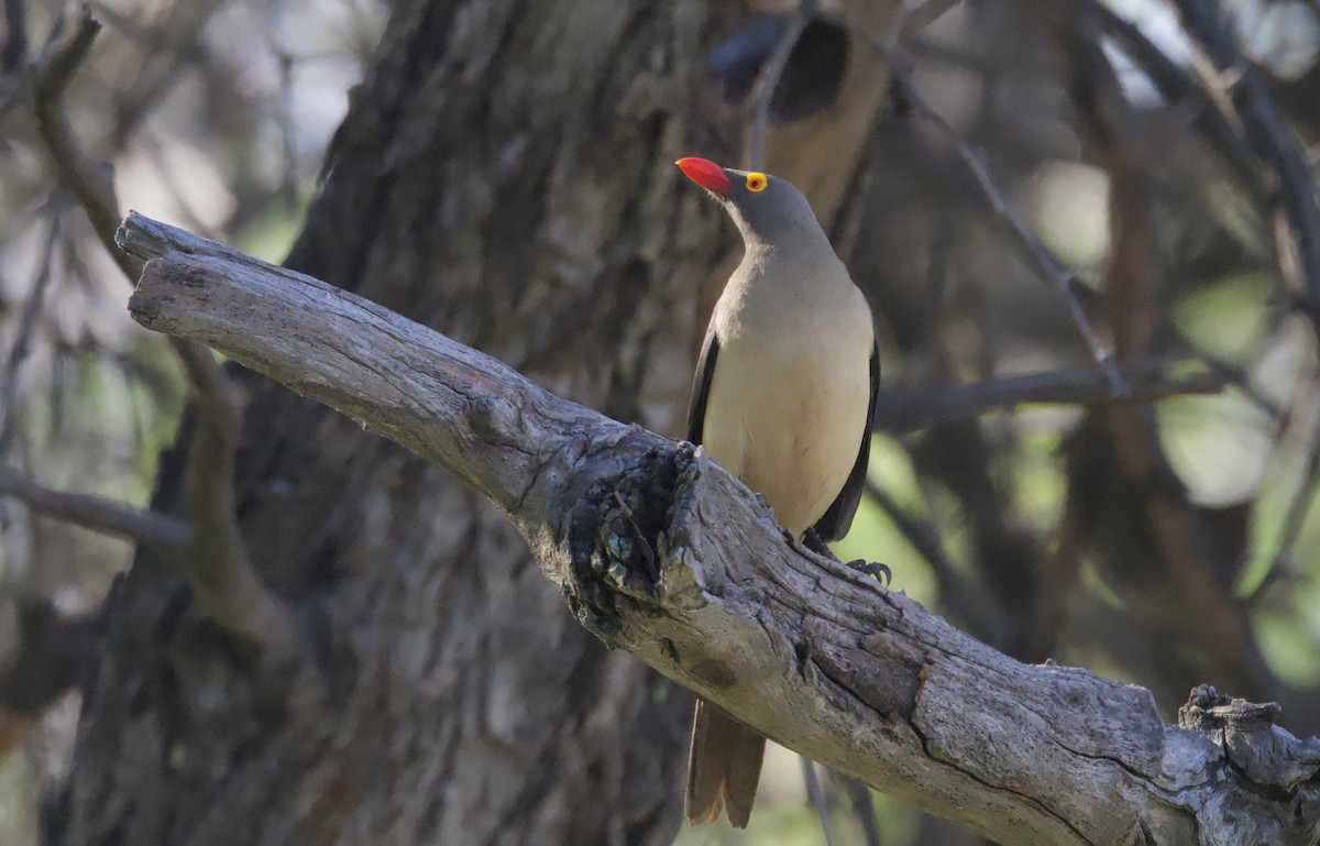 Red-billed Oxpecker - ML646747046