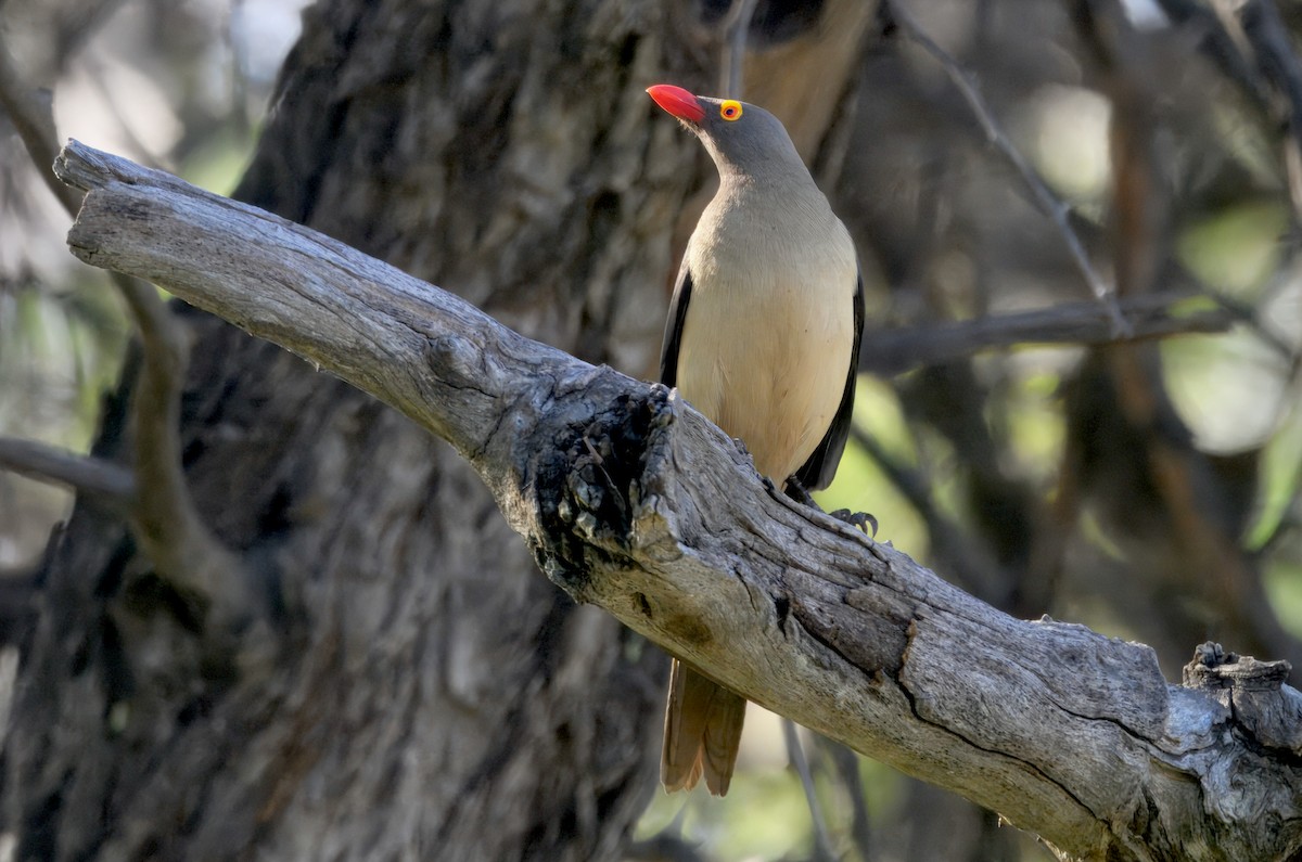 Red-billed Oxpecker - ML646747047