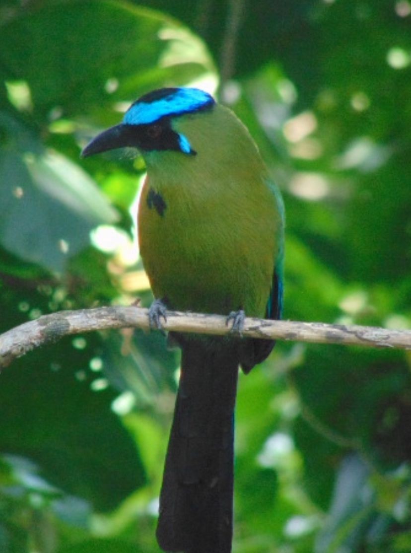 Andean Motmot - ML646747049