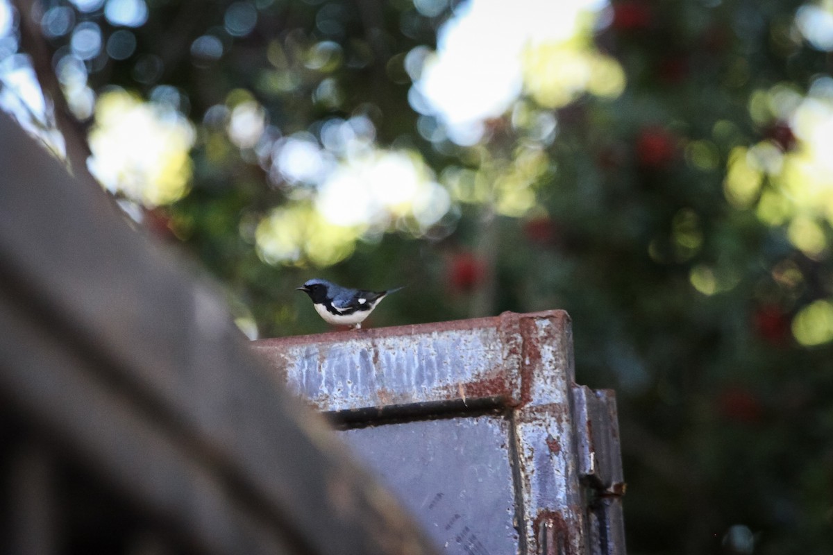 Black-throated Blue Warbler - ML646747050