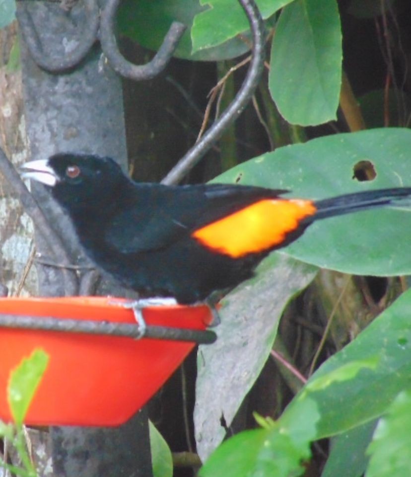 Flame-rumped Tanager - ML646747051