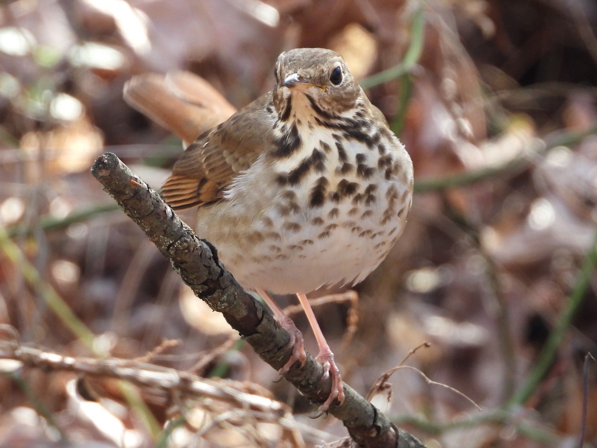 Grive solitaire - ML646747053