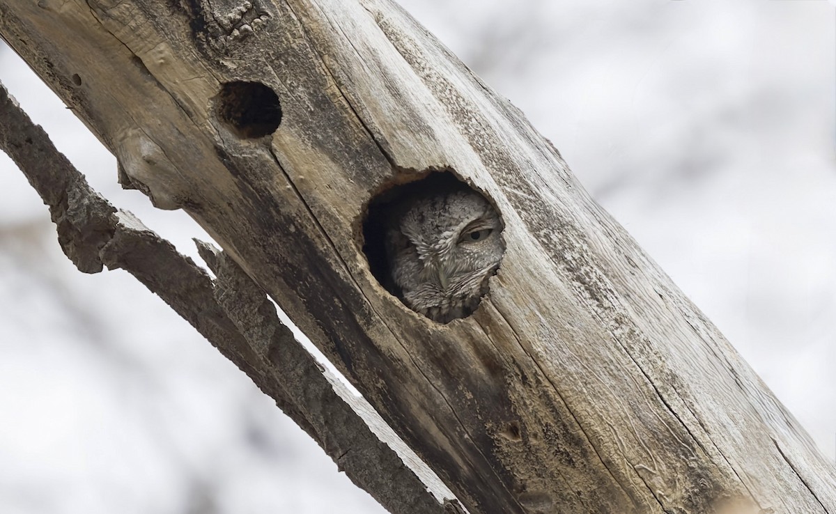 Eastern Screech-Owl - ML646747054
