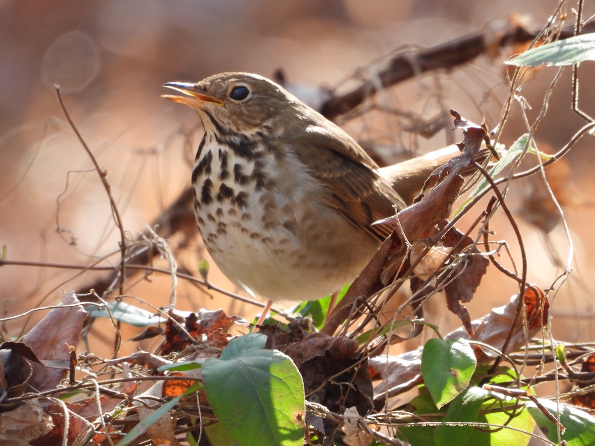 Grive solitaire - ML646747055