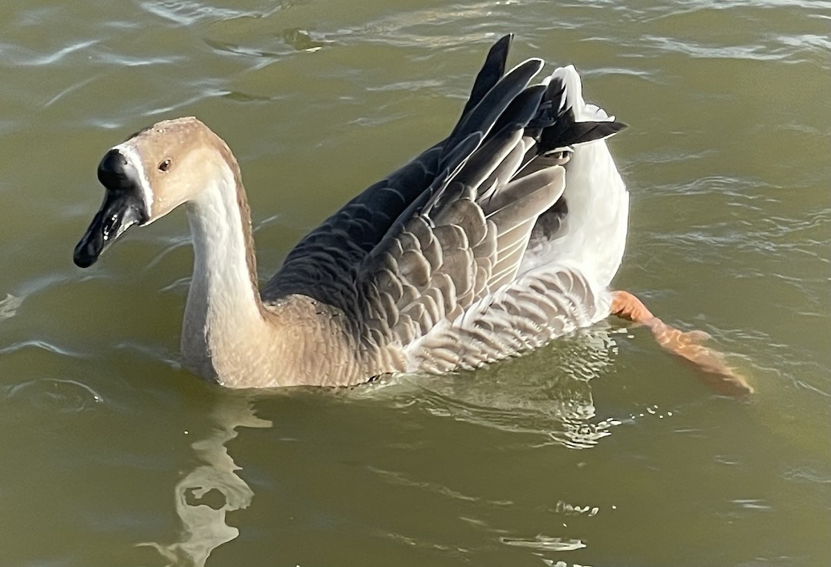 Ánsar Cisnal (variedad doméstica) - ML646747059