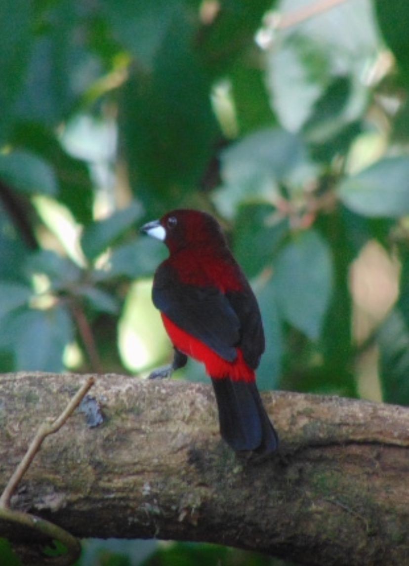 Crimson-backed Tanager - ML646747060