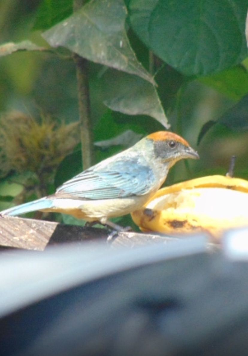 Scrub Tanager - ML646747063