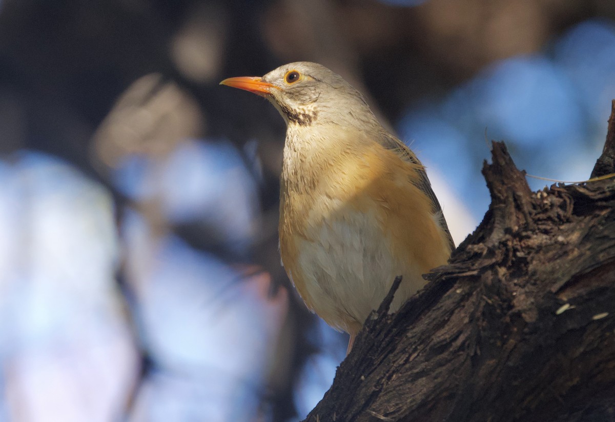 Kurrichane Thrush - ML646747065