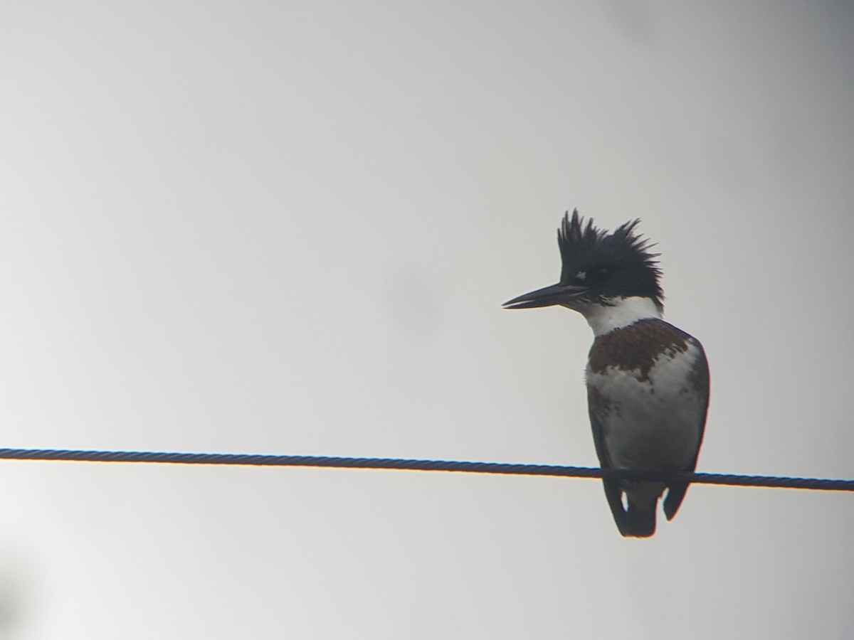 Gürtelfischer - ML646747067