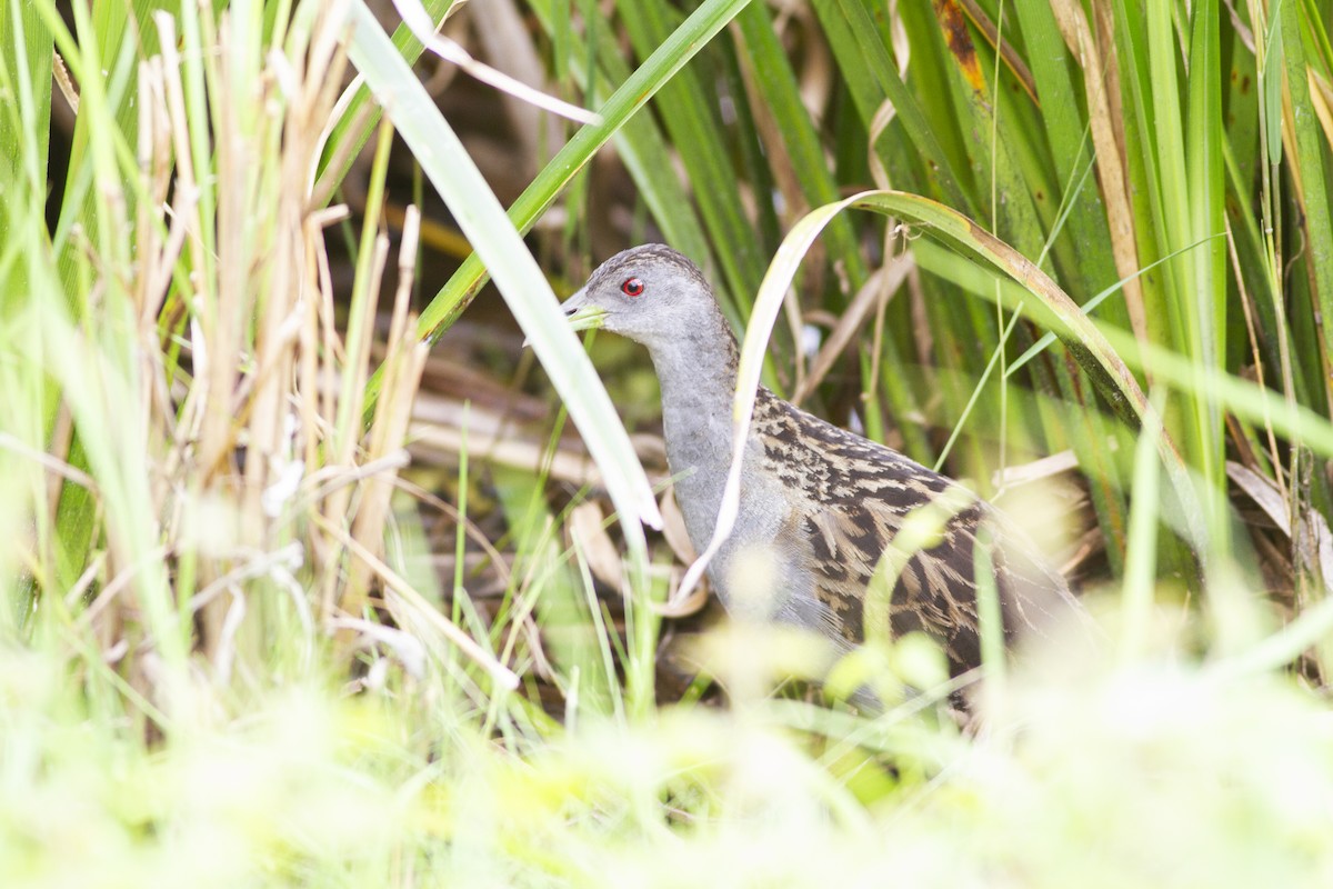 Ash-throated Crake - ML646747072