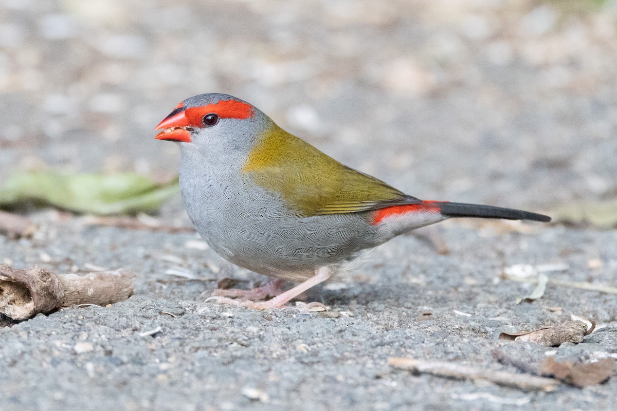 Red-browed Firetail - ML646747073