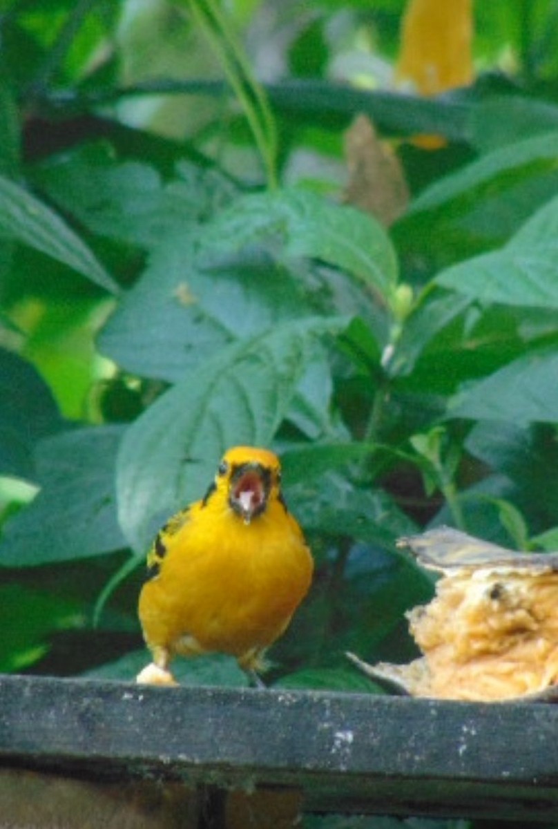 Golden Tanager - ML646747074
